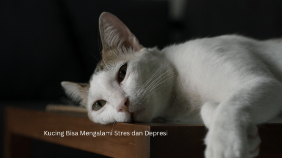 Kucing Bisa Mengalami Stres dan Depresi